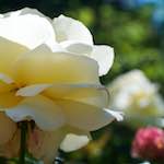 Image: Third image from the photoset 'escher blummen (xvii)'.