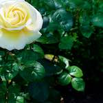 Image: Fifth image from the photoset 'escher blummen (xvii)'.