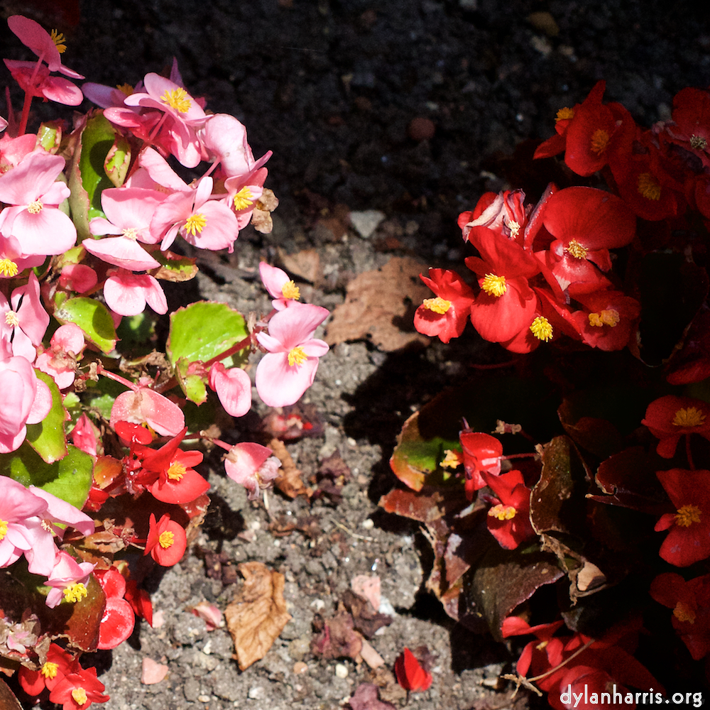 Image: Image 'escher blummen (xviii) 2'.