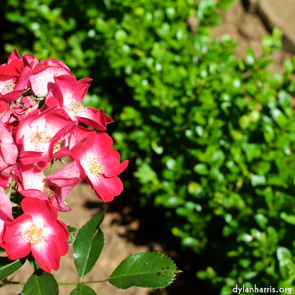 Image: Image 'escher blummen (xviii) 3'.