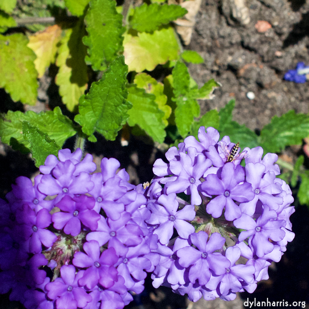 Image: Image 'escher blummen (xviii) 4'.