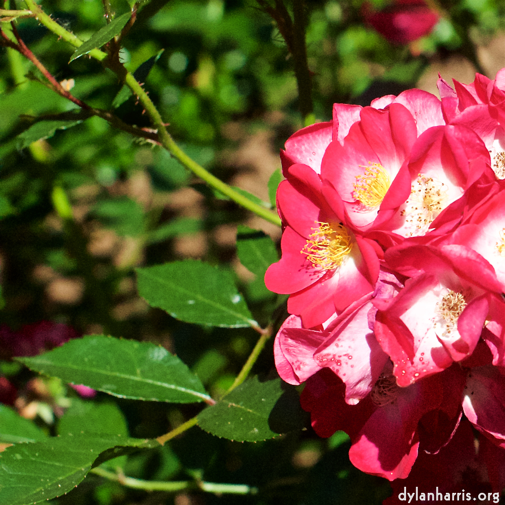 Image: Image 'escher blummen (xviii) 5'.