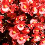 Image: First image from the photoset 'escher blummen (xviii)'.