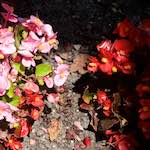 Image: Second image from the photoset 'escher blummen (xviii)'.