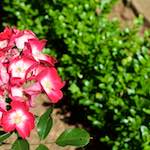 Image: Third image from the photoset 'escher blummen (xviii)'.