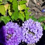 Image: Fourth image from the photoset 'escher blummen (xviii)'.