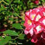 Image: Fifth image from the photoset 'escher blummen (xviii)'.