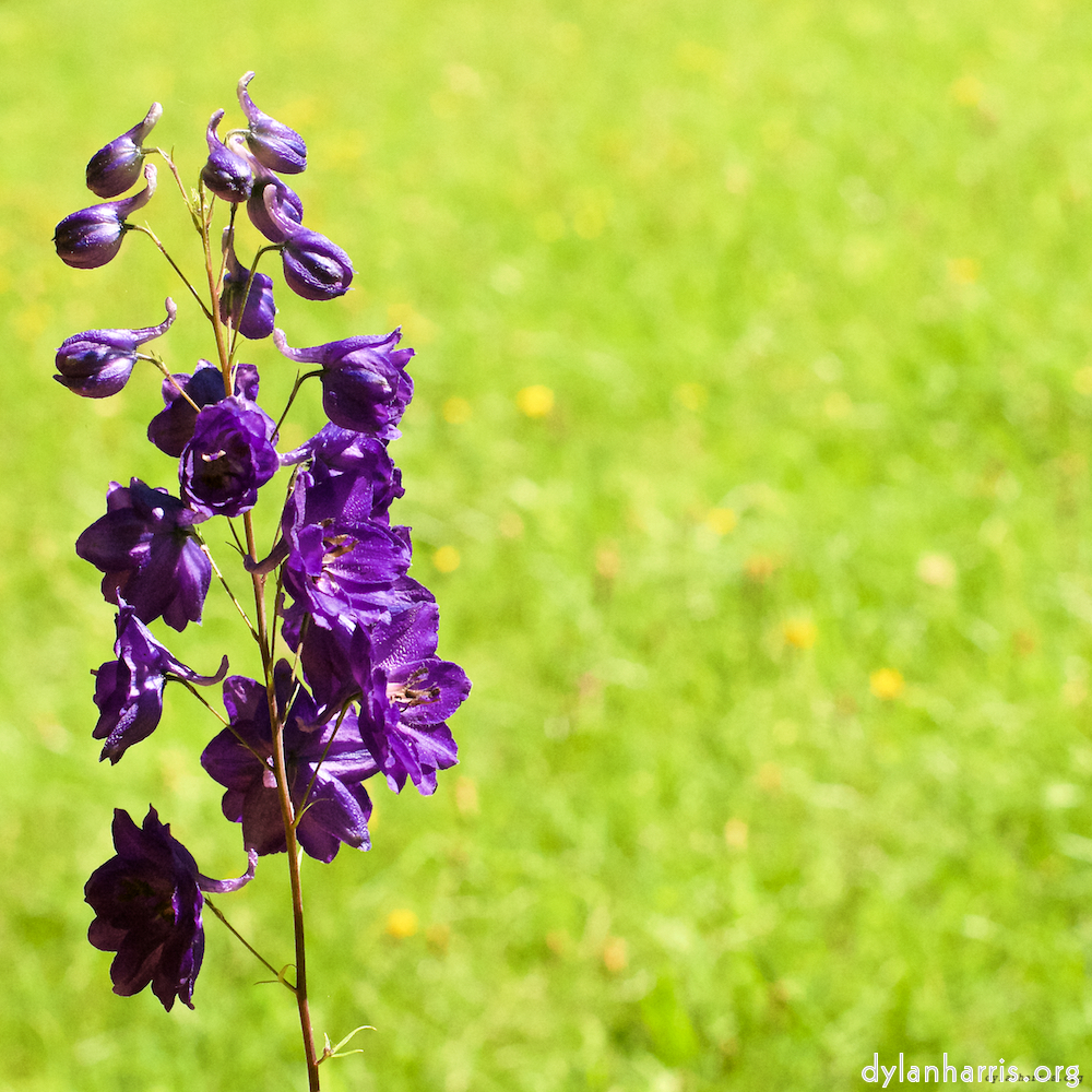 Image 'flower (xix) 2'.