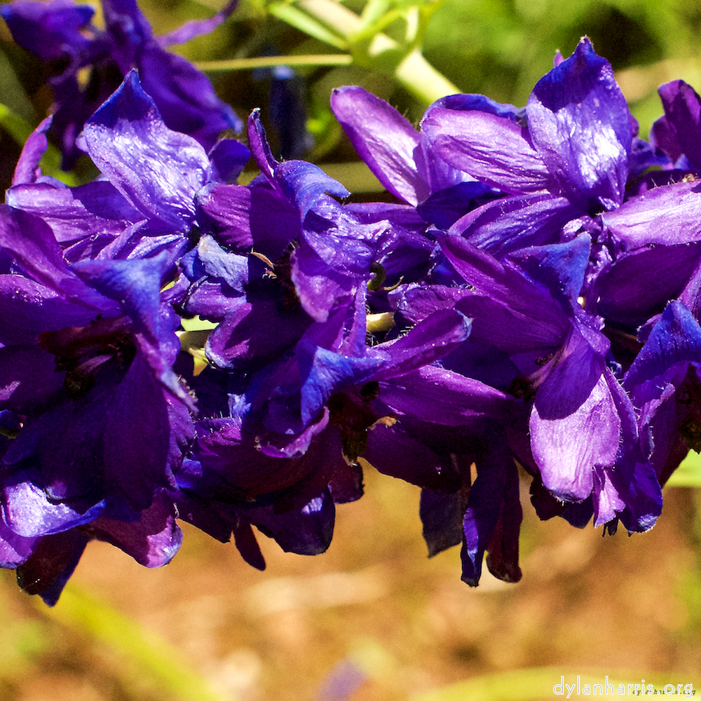 Image: Image 'escher blummen (xix) 3'.