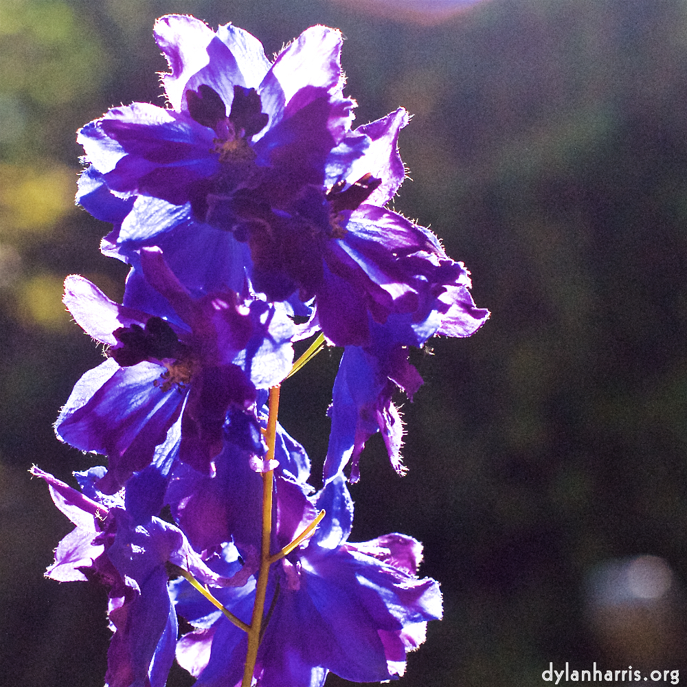 Image: Image 'escher blummen (xix) 4'.