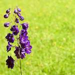 Second image from the photoset 'flower (xix)'.