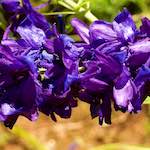 Third image from the photoset 'flower (xix)'.