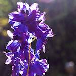 Fourth image from the photoset 'flower (xix)'.