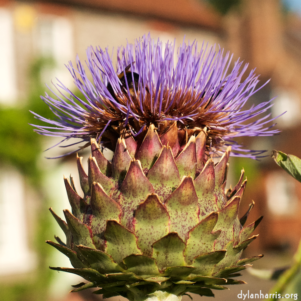 Image: Image 'bagnor 4'.