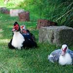 First image from the photoset 'bagnor'.