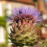 Fourth image from the photoset 'bagnor'.