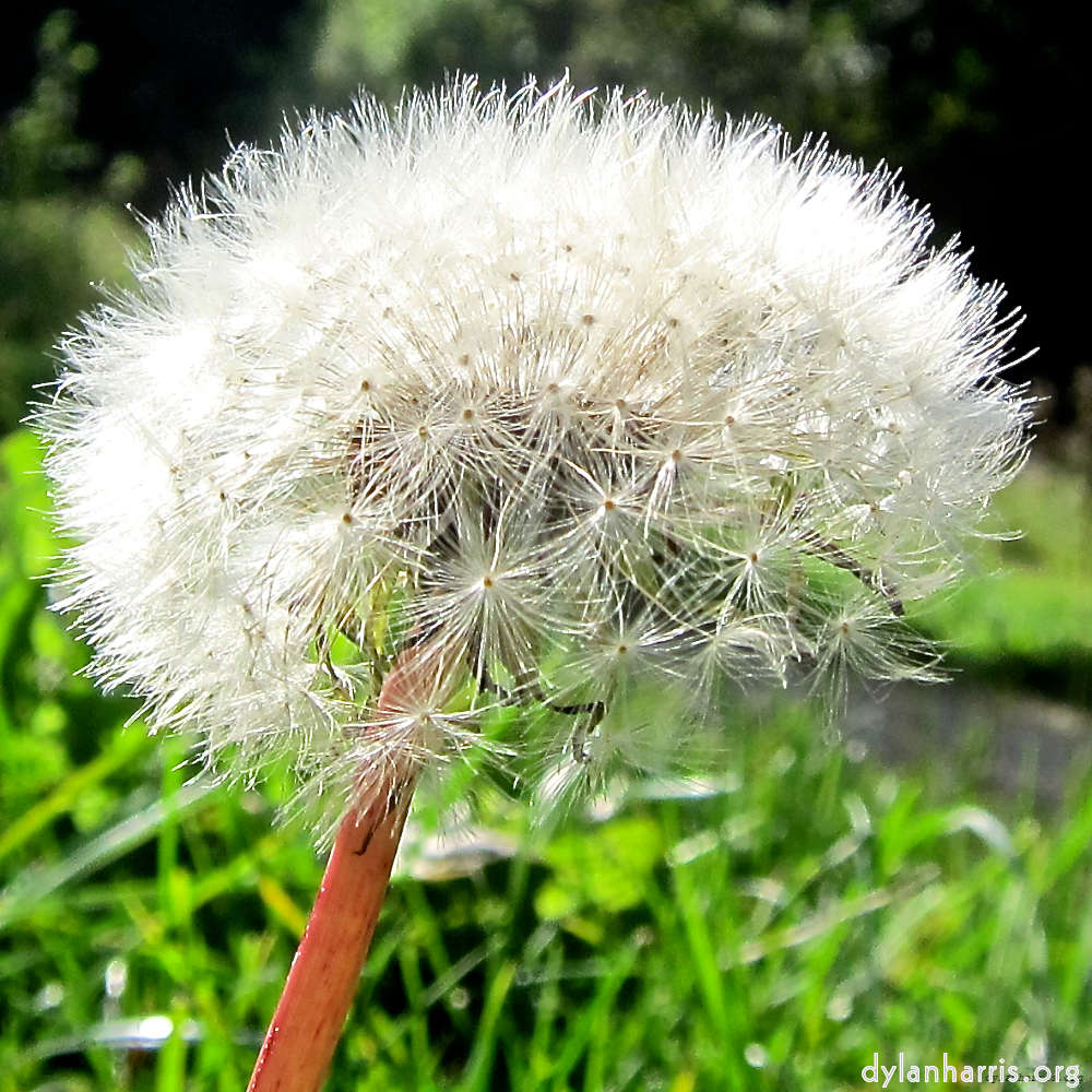 Image: Image 'escher blummen (lxxvii) 2'.