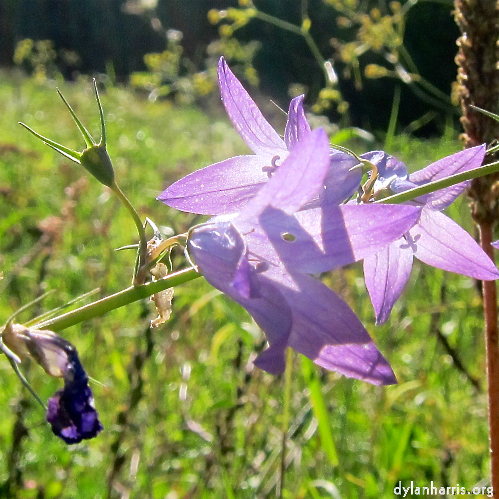 Image: Image 'escher blummen (lxxvii) 3'.