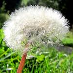 Image: Second image from the photoset 'escher blummen (lxxvii)'.