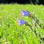 Image: Fourth image from the photoset 'escher blummen (lxxvii)'.