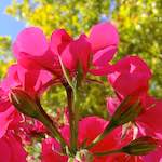 image: Image from the photoset &lsquo;parc (xxxii)&rsquo;.