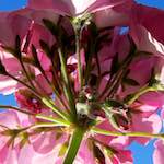 image: Image from the photoset &lsquo;parc (xxxii)&rsquo;.