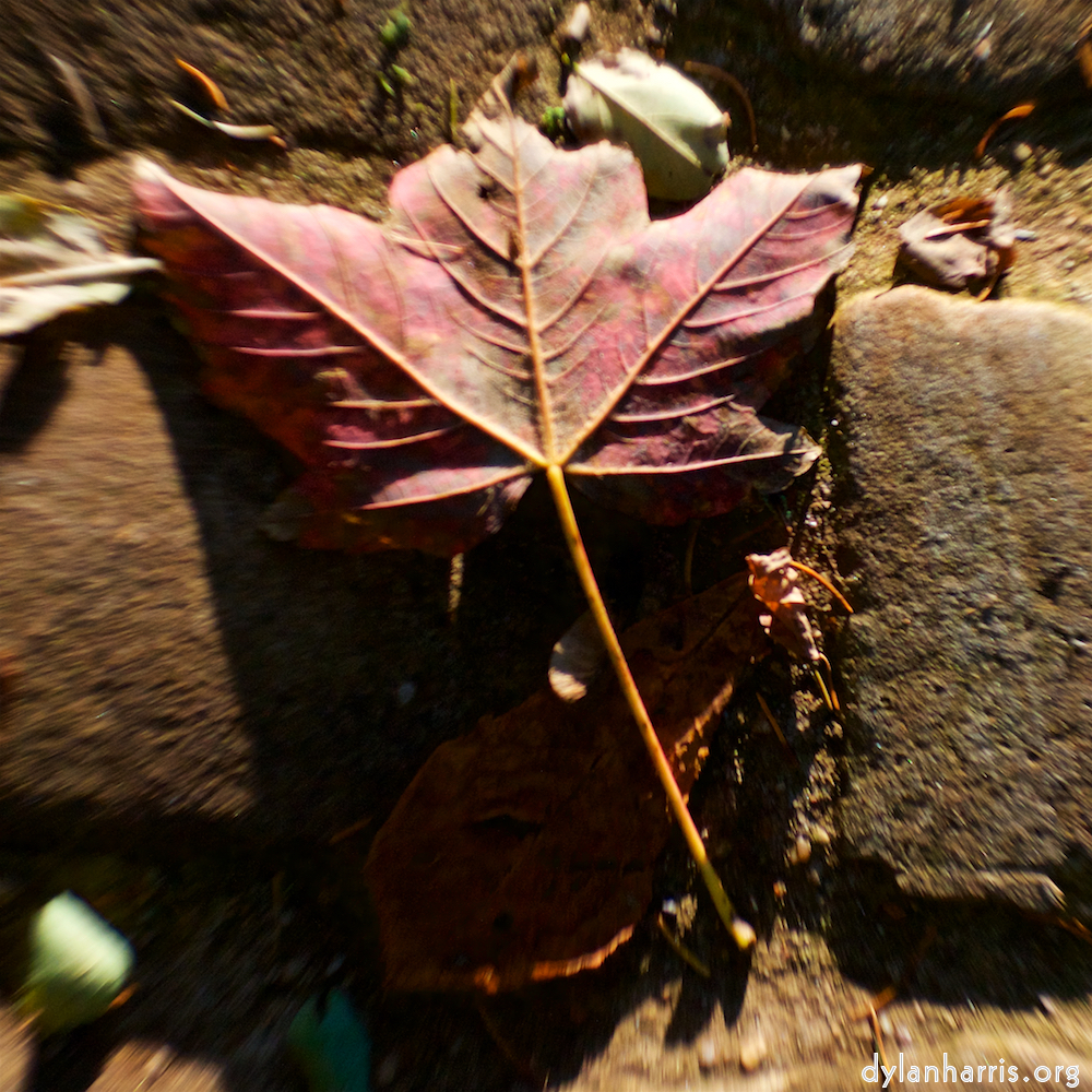 image: Voici &lsquo;parc (xli) 1&rsquo;.