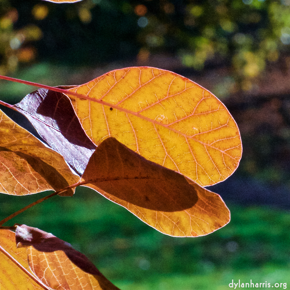 image: Voici &lsquo;parc (xli) 2&rsquo;.