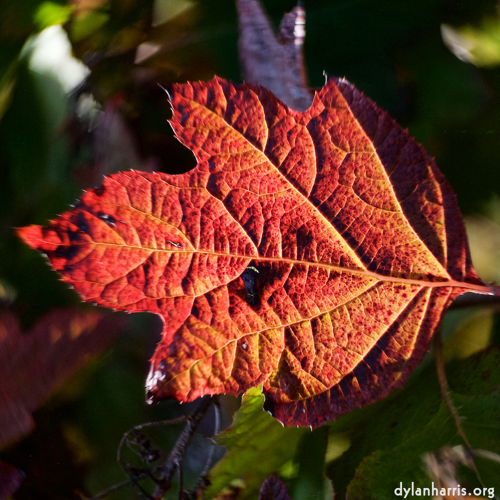 image: Voici &lsquo;parc (xli) 4&rsquo;.