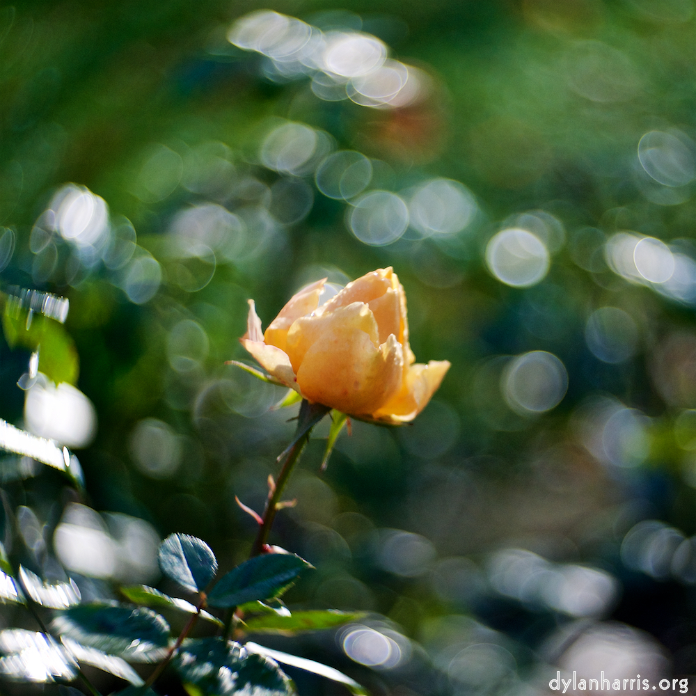 image: Voici &lsquo;parc (xli) 5&rsquo;.