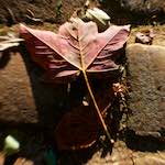 image: Image du photoset &lsquo;parc (xli)&rsquo;.