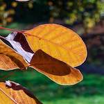 image: Image du photoset &lsquo;parc (xli)&rsquo;.