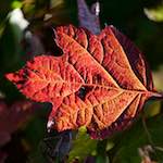 image: Image du photoset &lsquo;parc (xli)&rsquo;.