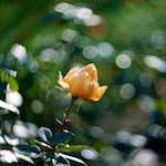 image: Image du photoset &lsquo;parc (xli)&rsquo;.