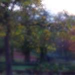 image: Image du photoset &lsquo;parc (xlii)&rsquo;.