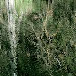 Image: Third image from the photoset 'wood (xv)'.