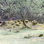 image: minettsg&eacute;igend