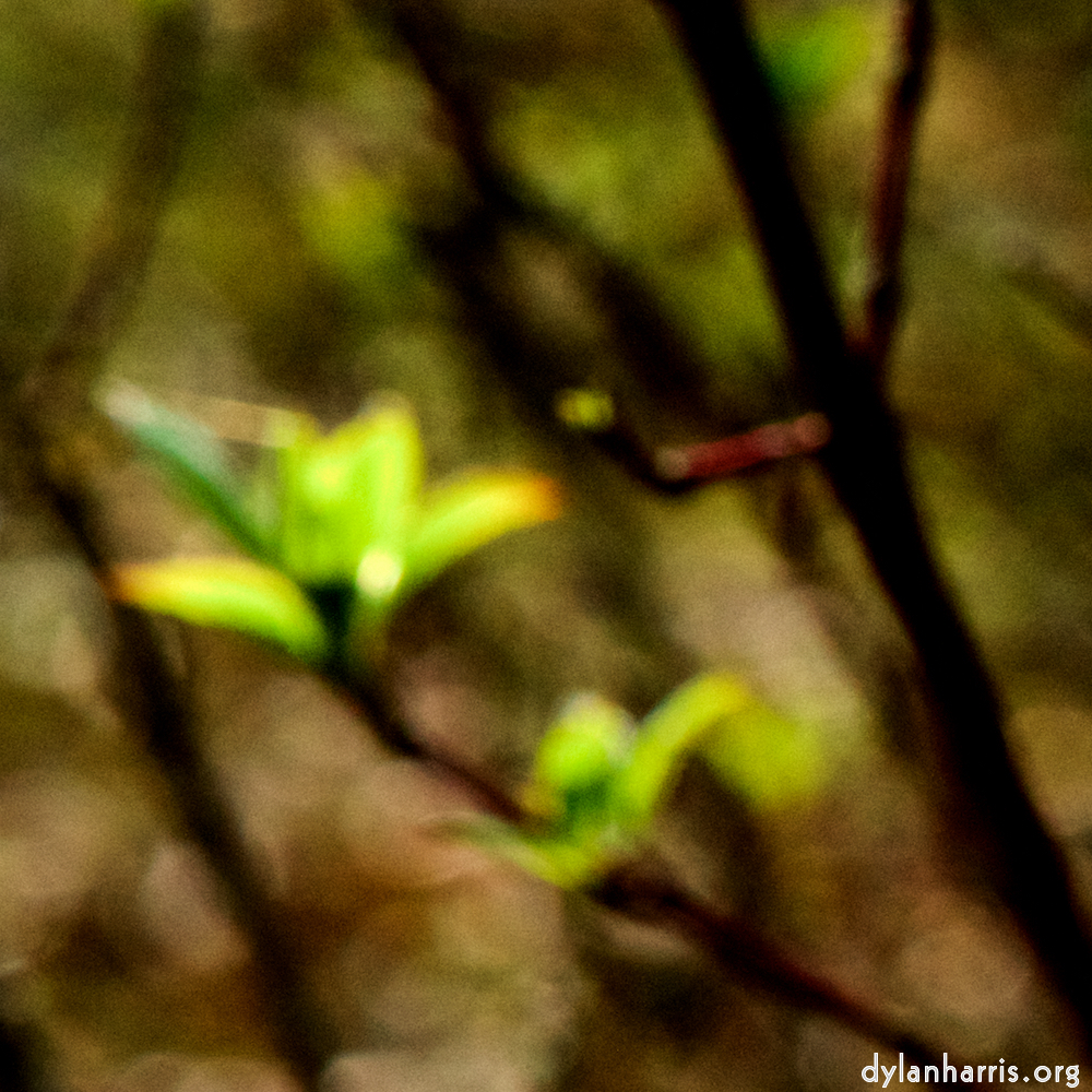 image: This is &lsquo;wood (xliii) 1&rsquo;.