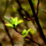 image: Image from the photoset &lsquo;wood (xliii)&rsquo;.