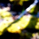 image: Image from the photoset &lsquo;wood (xliii)&rsquo;.