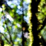 image: Image from the photoset &lsquo;wood (xliii)&rsquo;.