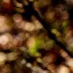 image: Image from the photoset &lsquo;wood (xliii)&rsquo;.