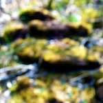 image: Image from the photoset &lsquo;wood (xliii)&rsquo;.