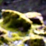 image: Image from the photoset &lsquo;wood (xliv)&rsquo;.