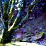 image: Image from the photoset &lsquo;wood (xliv)&rsquo;.