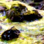 image: Image from the photoset &lsquo;wood (xliv)&rsquo;.