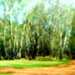 image: Image from the photoset &lsquo;wood (xliv)&rsquo;.