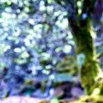 image: Image from the photoset &lsquo;wood (xliv)&rsquo;.