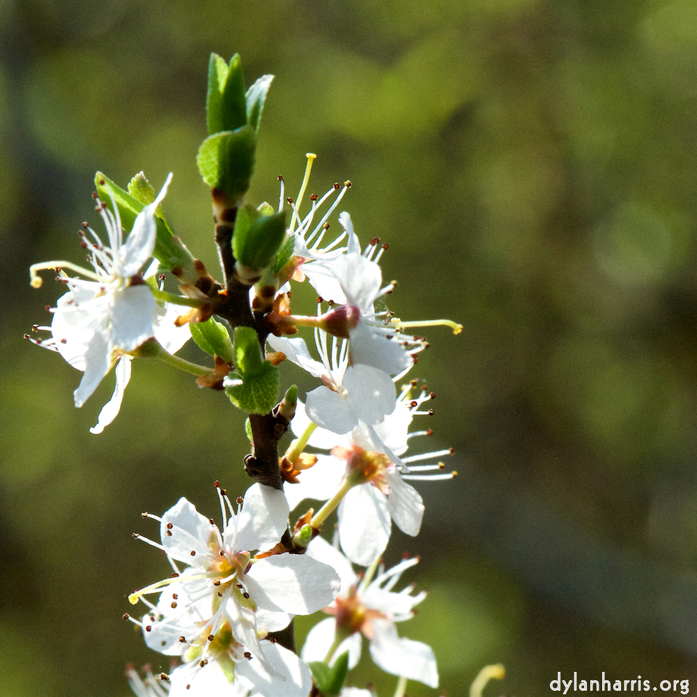 image: This is &lsquo;escher blummen (cxlvii) 1&rsquo;.