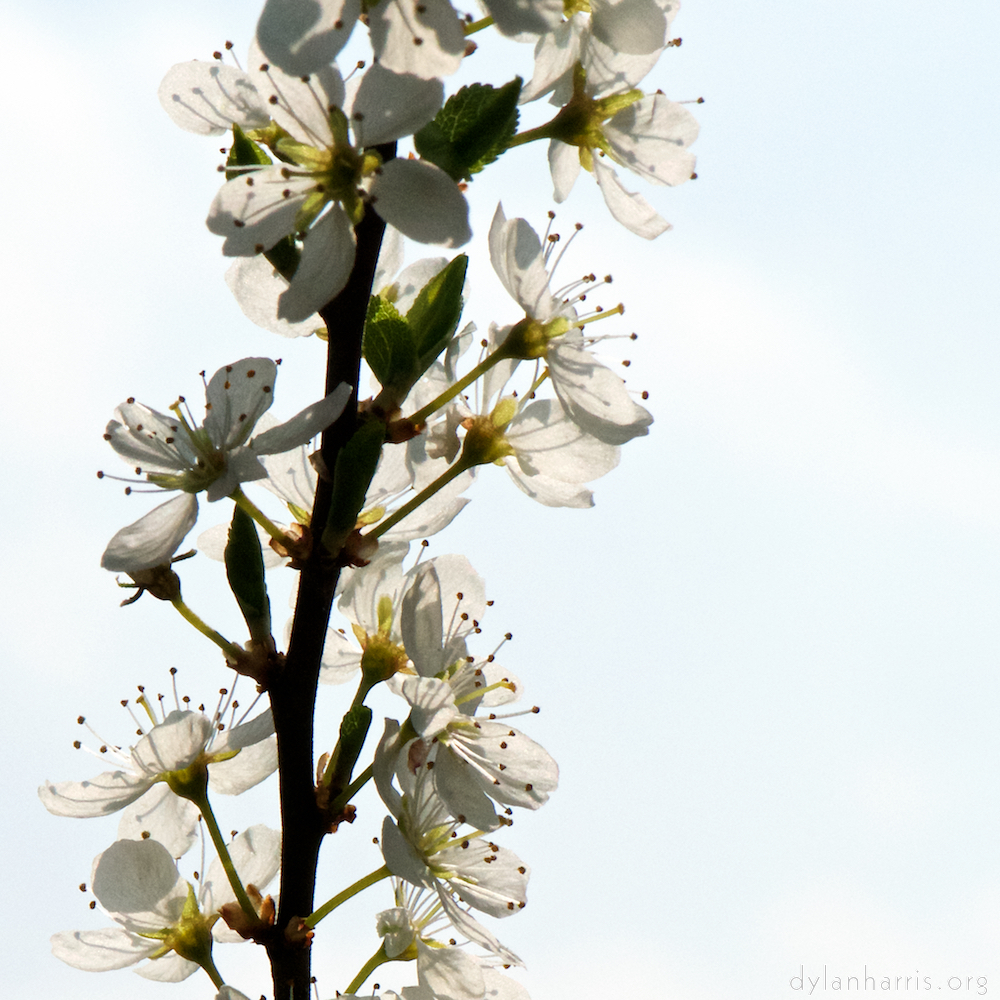 image: This is &lsquo;escher blummen (cxlvii) 2&rsquo;.